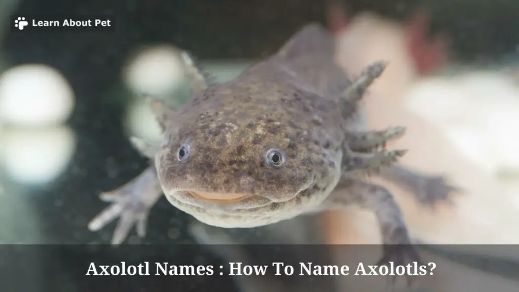 Axolotl Names : What Are Good Names For Axolotls? (5 Cool Names) - 2023