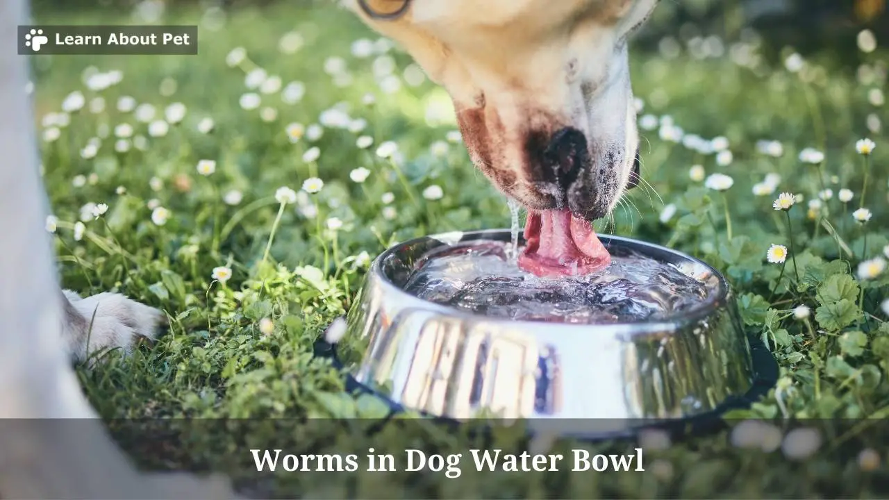 Worms In Dog Water Bowl 4 Brutal Health Issues To Watch Out For