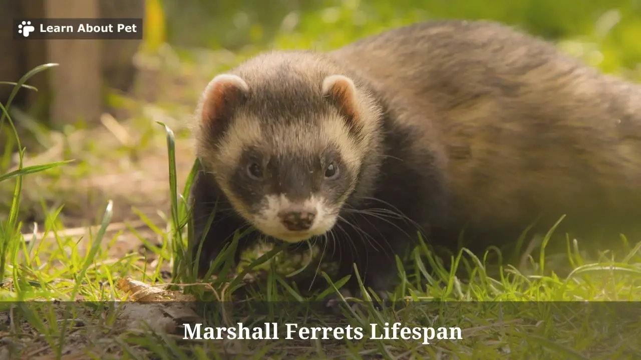 Marshall Ferrets Lifespan : (7 Interesting Facts) - 2024