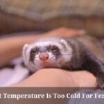 What Temperature Is Too Cold For Ferrets