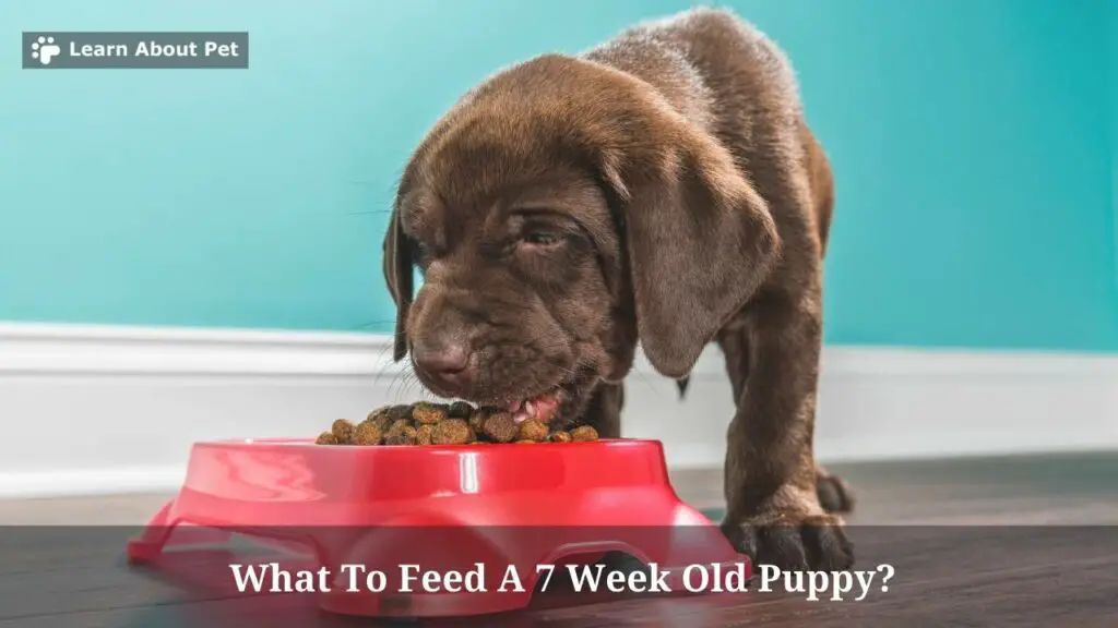 what-to-feed-a-7-week-old-puppy-7-clear-facts-2023