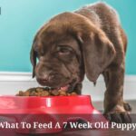 What To Feed A 7 Week Old Puppy