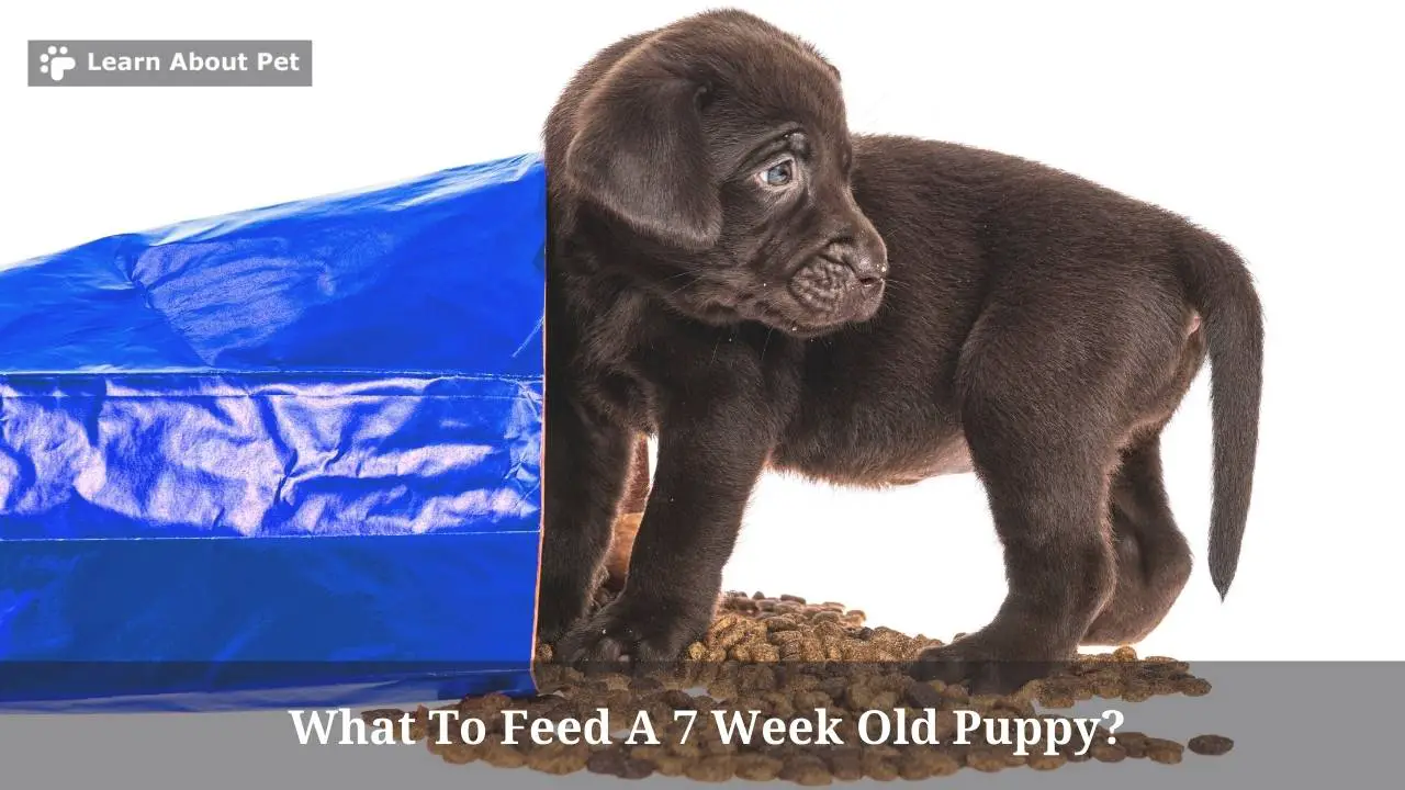 What To Feed A 7 Week Old Puppy? (7 Clear Facts) 2024