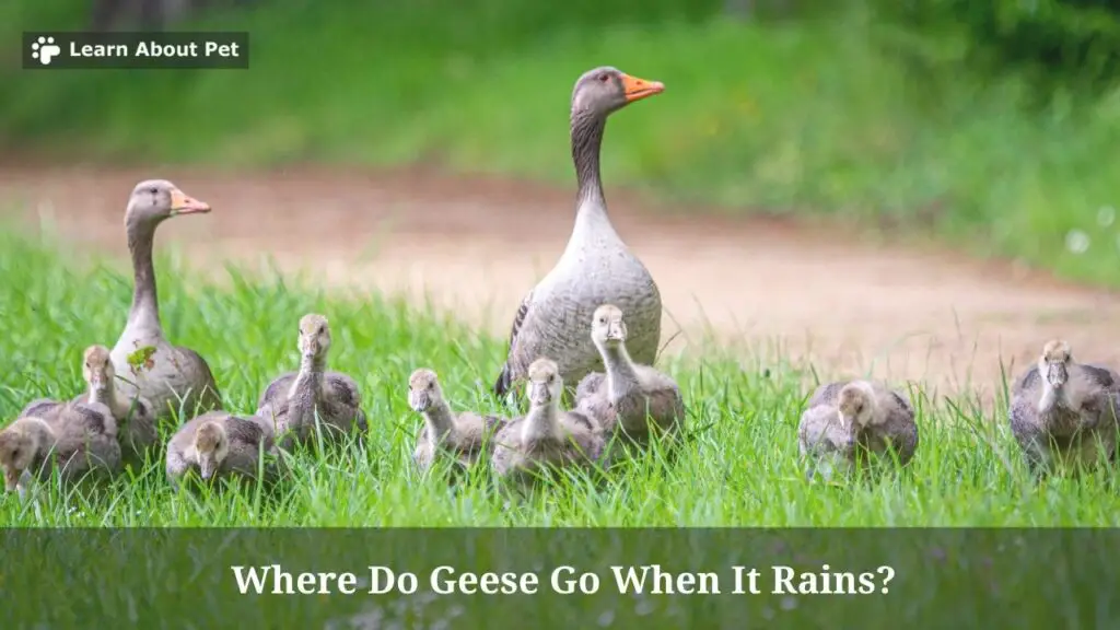 Where do geese go when it rains