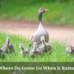Where Do Geese Go When It Rains? (7 Cool Facts)