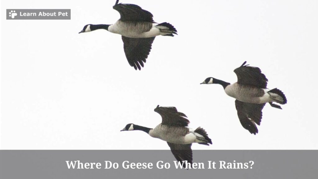 Where do geese go when it rains