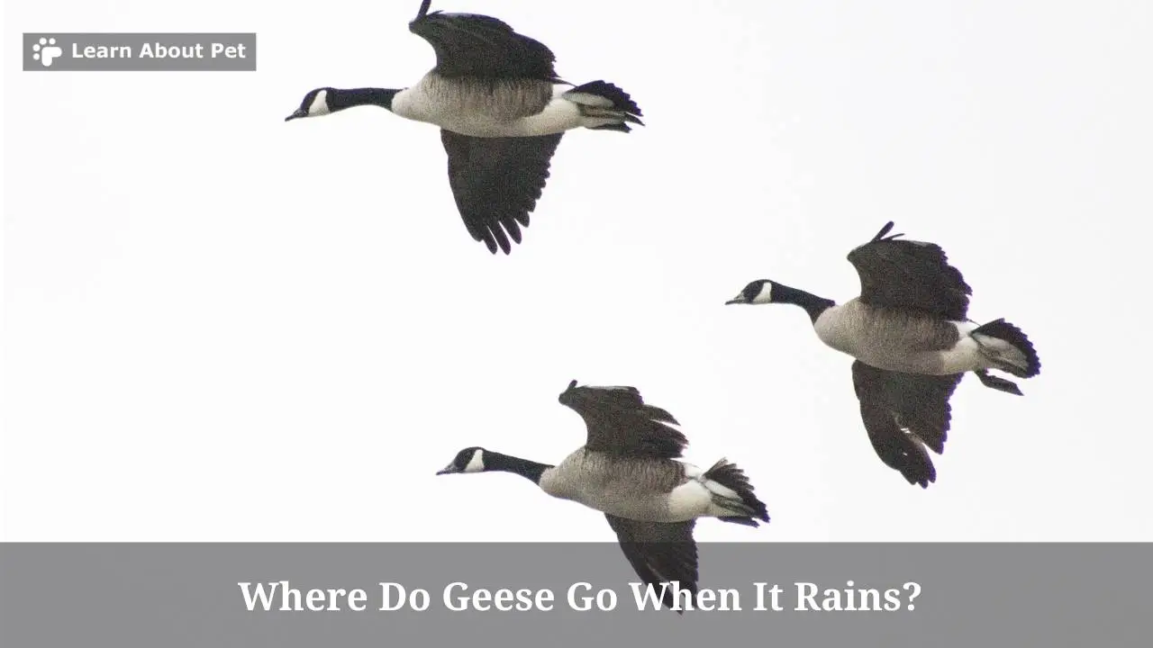 Where Do Geese Go When It Rains? (7 Cool Facts) 2023