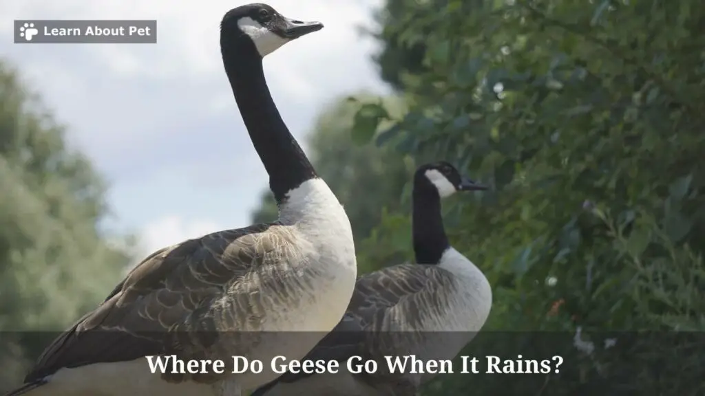 Where do geese go when it rains