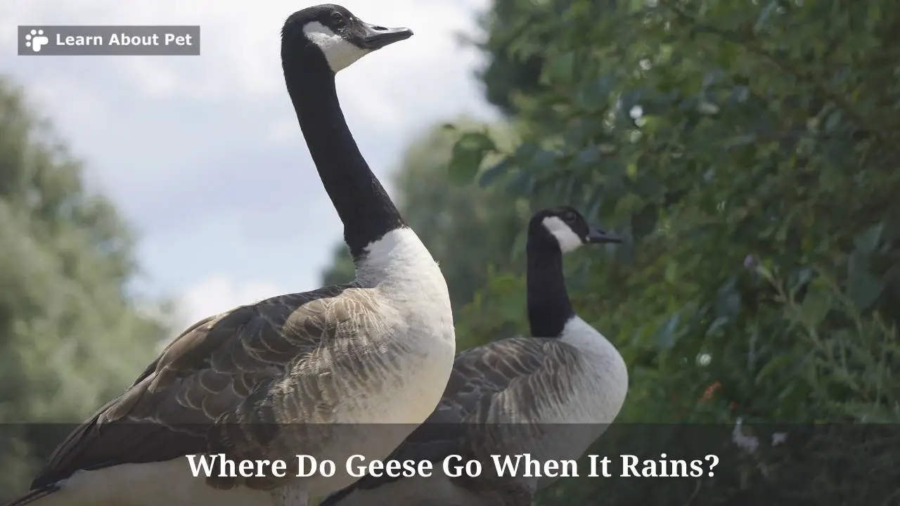 Where Do Geese Go When It Rains? (7 Cool Facts) 2023