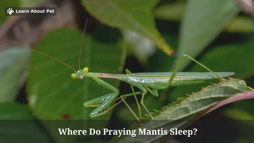 Where do praying mantis sleep