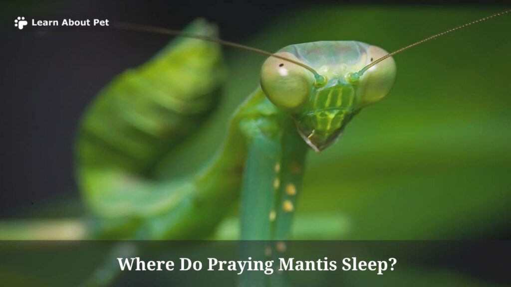 Where do praying mantis sleep