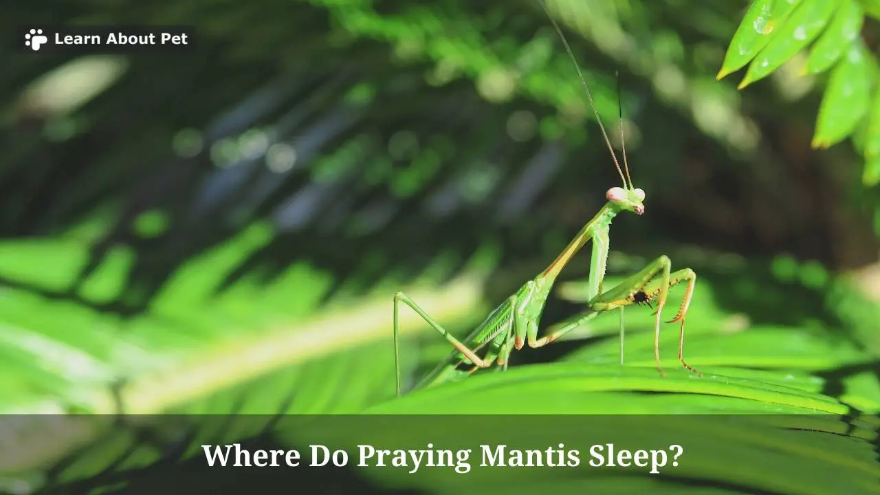 Where Do Praying Mantis Sleep? (5 Cool Facts) - 2024