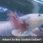 Where To Buy Axolotl Online? 7 Cool Places To Buy Axies