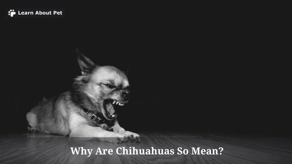 Why are chihuahuas so mean