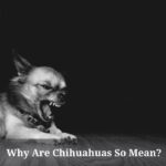 Why Are Chihuahuas So Mean? (7 Clear Facts)