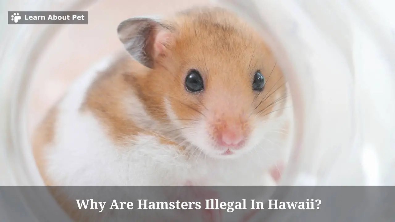 Why Are Hamsters Illegal In Hawaii? (5 Clear Facts) 2024