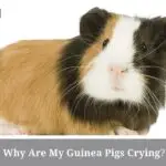 Why Are My Guinea Pigs Crying? (7 Interesting Facts)