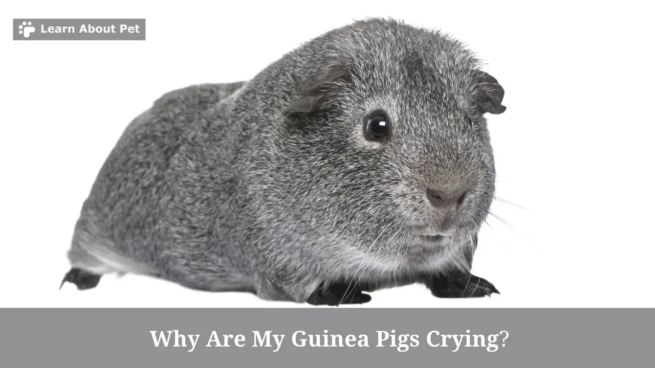 Why Are My Guinea Pigs Crying? (7 Interesting Facts) 2022