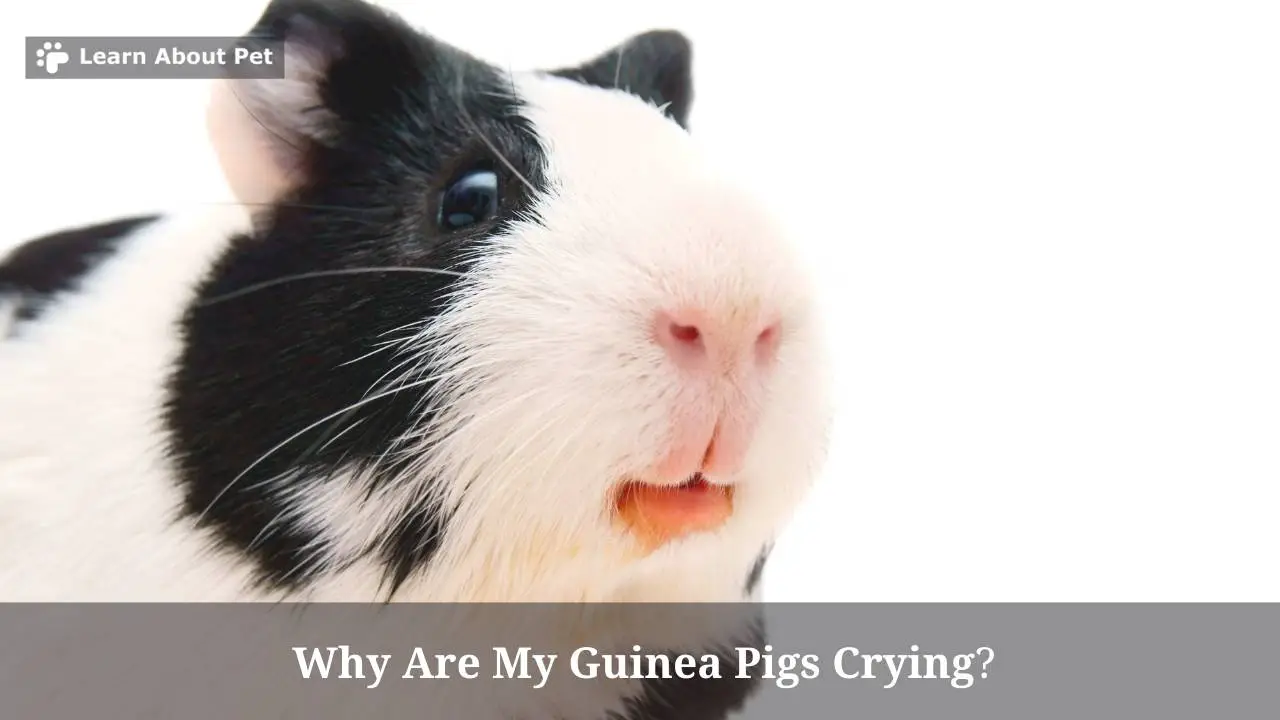 Why Are My Guinea Pigs Crying? (7 Interesting Facts) 2022