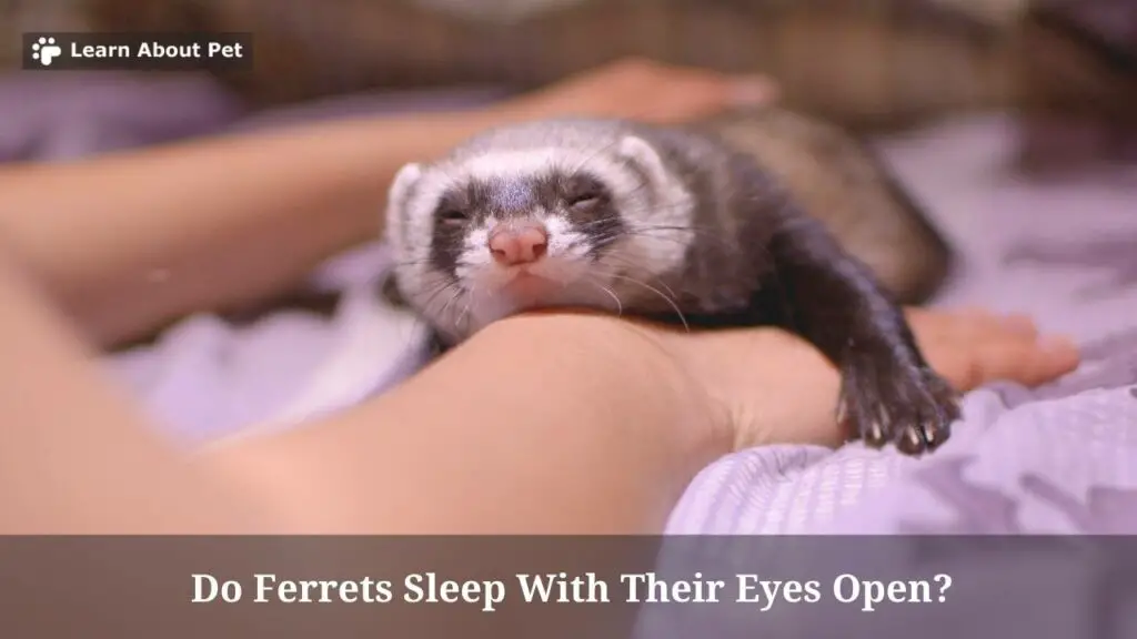 Do ferrets sleep with their eyes open