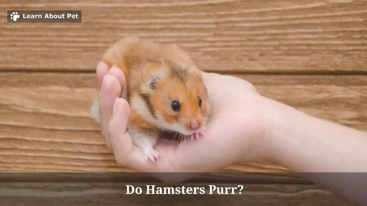 Do Hamsters Purr? (7 Interesting Facts) 2023