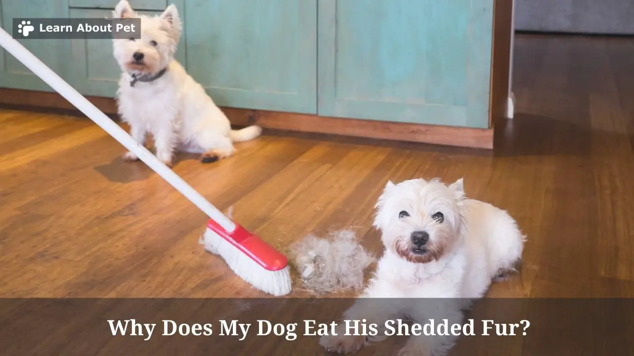 Why Does My Dog Eat His Shedded Fur? (7 Menacing Facts) 2023