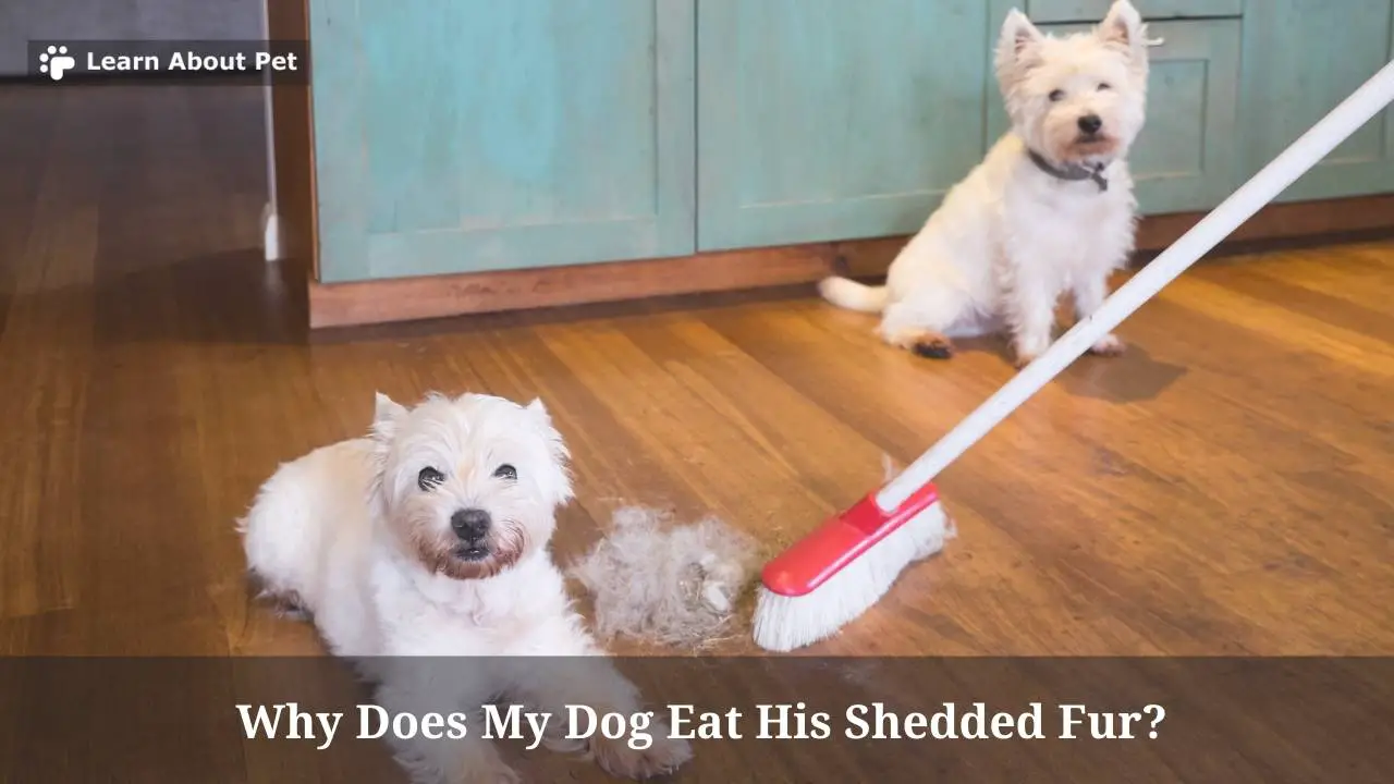 How To Stop My Dog From Eating His Toys at Thomas Sheehan blog
