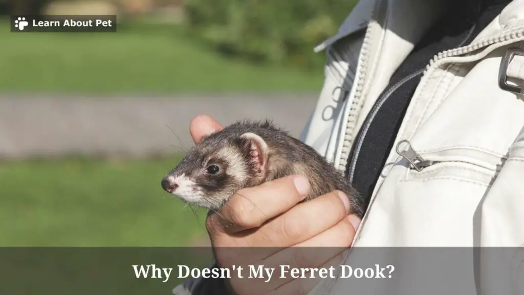 Why Doesn't My Ferret Dook? (5 Cool Facts) - 2024