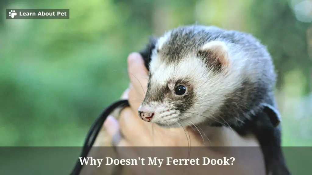 Why Doesn't My Ferret Dook? (5 Cool Facts) - 2024