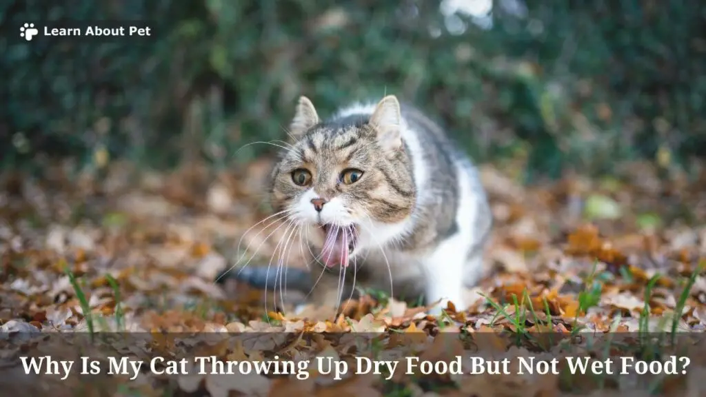 Why Is My Cat Throwing Up Dry Food But Not Wet Food? 7 Clear Facts