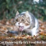 Why Is My Cat Throwing Up Dry Food But Not Wet Food