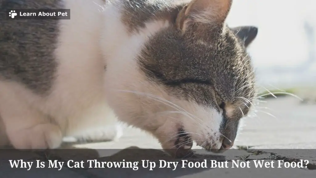 Why is my cat throwing up dry food but not wet food