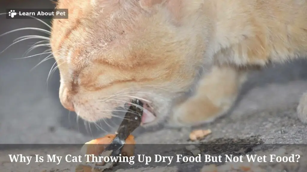 Why Is My Cat Throwing Up Dry Food But Not Wet Food? 7 Clear Facts