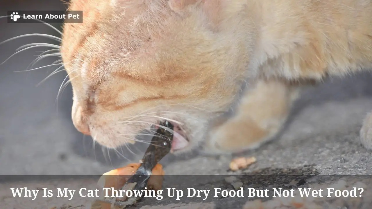 Why Is My Cat Throwing Up Dry Food But Not Wet Food? 7 Clear Facts