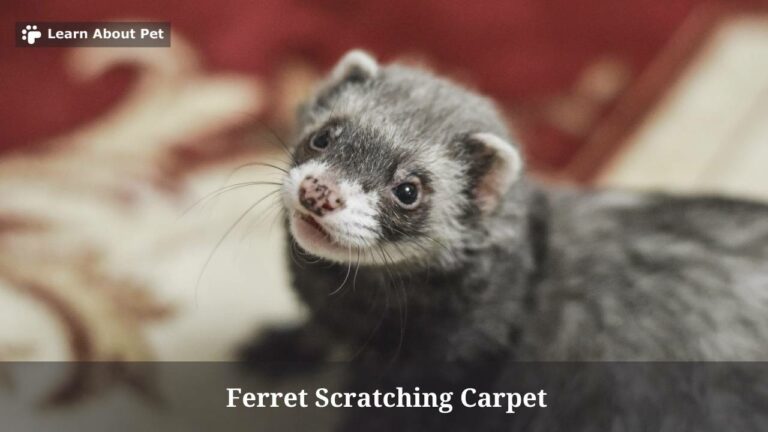 Why Is My Ferret Scratching Carpet? (7 Clear Facts) - 2023