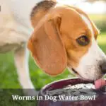 Worms in Dog Water Bowl : 4 Brutal Health Issues To Watch Out For