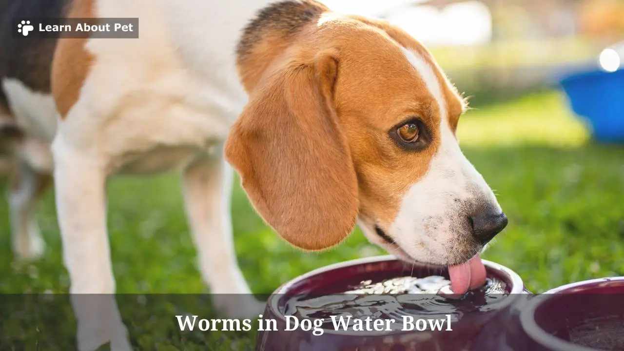 Worms In Dog Water Bowl 4 Brutal Health Issues To Watch Out For