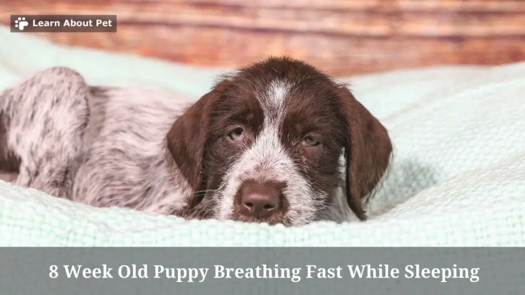 8 week old puppy breathing fast while sleeping