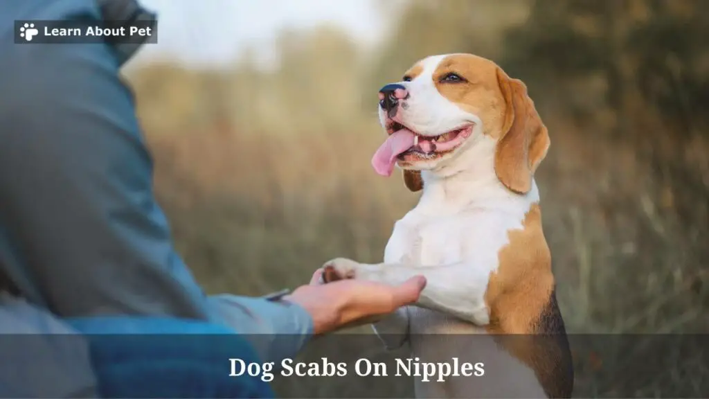 Are Dog Scabs On Nipples Unhealthy? (AVOID Doing This) 7 Clear Facts