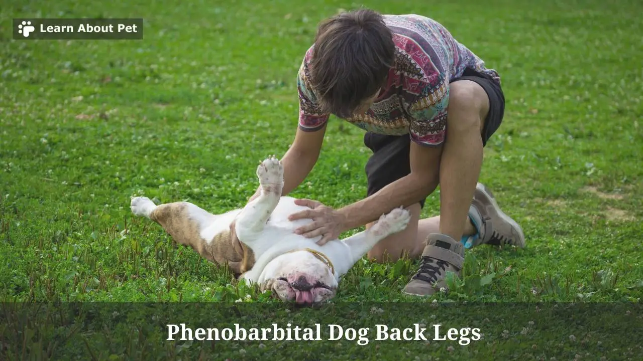Phenobarbital dog back legs