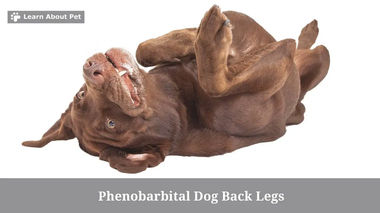 Phenobarbital dog back legs