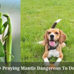Are Praying Mantis Dangerous To Dogs