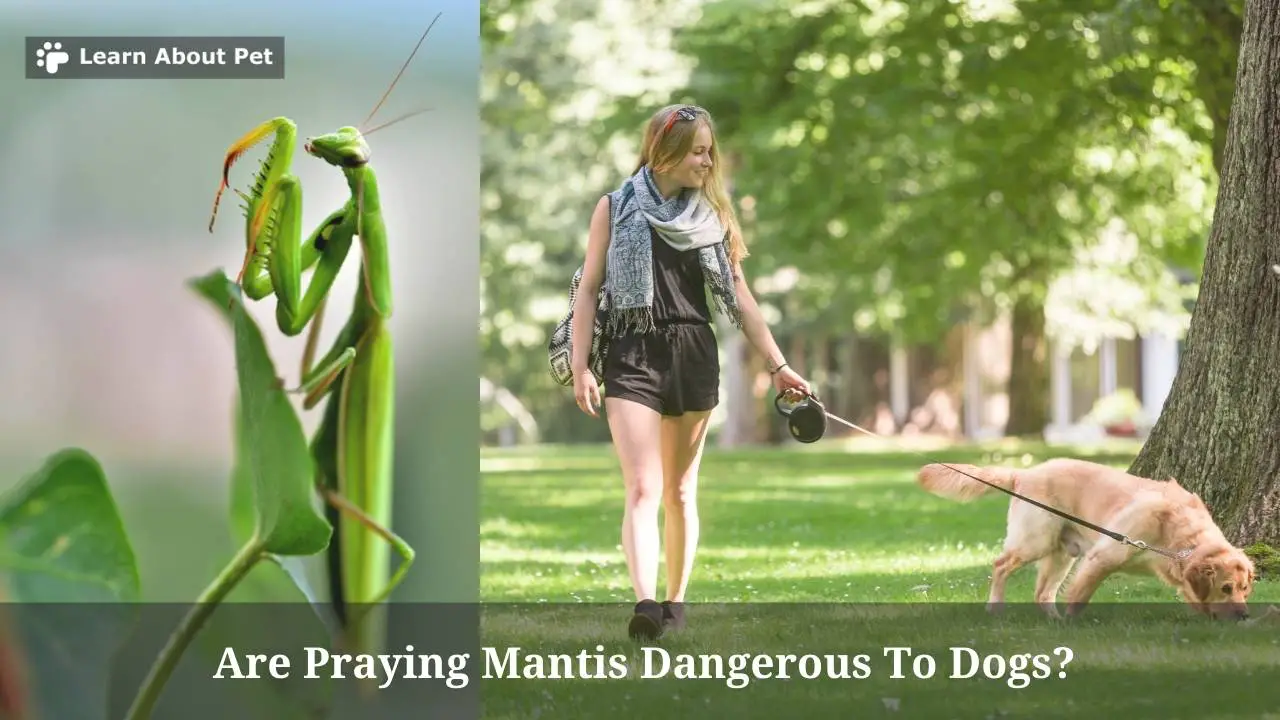 Are praying mantis dangerous to dogs