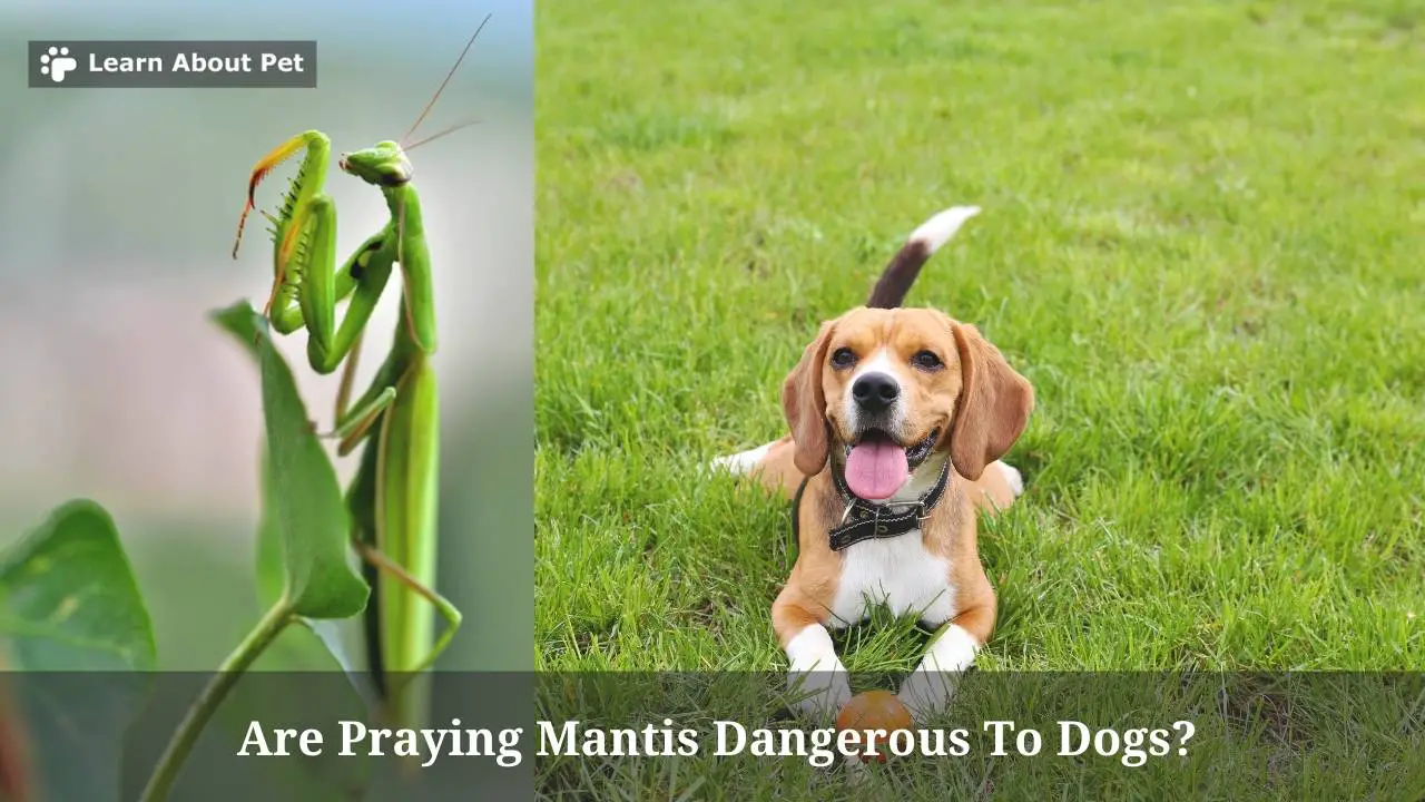 Are praying mantis dangerous to dogs