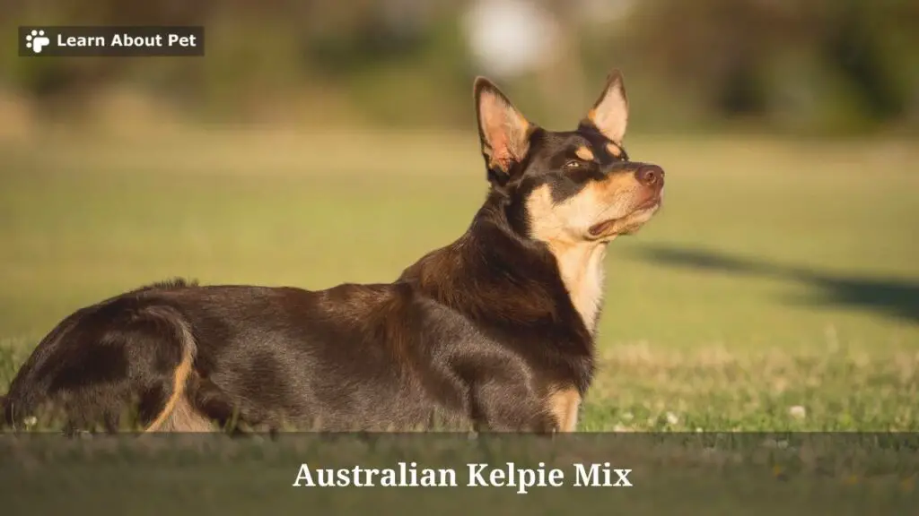 Australian Kelpie Mix Rarity, Cost, Health (9 Cool Facts)