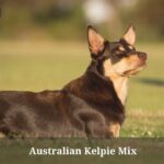 Australian Kelpie Mix