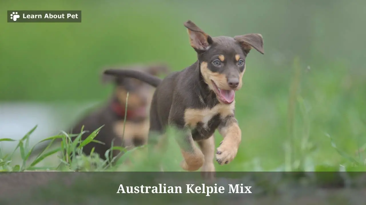 Australian kelpie mix