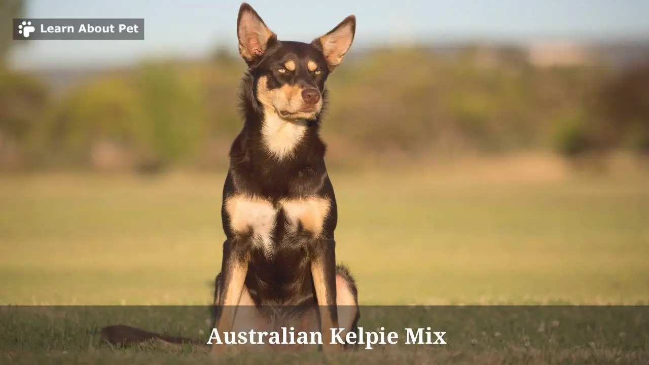 Australian kelpie mix