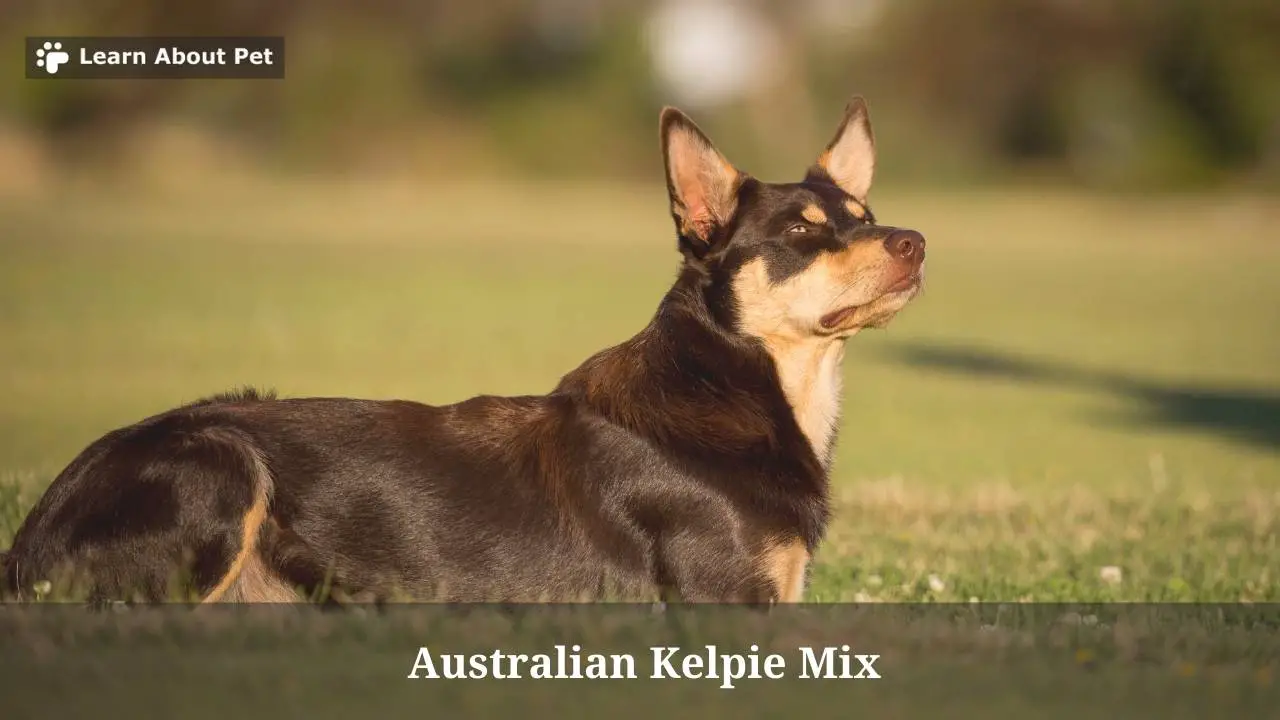 Australian kelpie mix