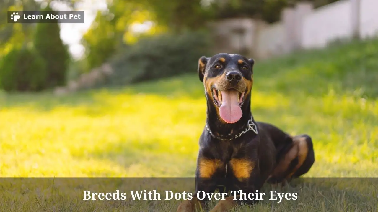 Breeds with dots over their eyes